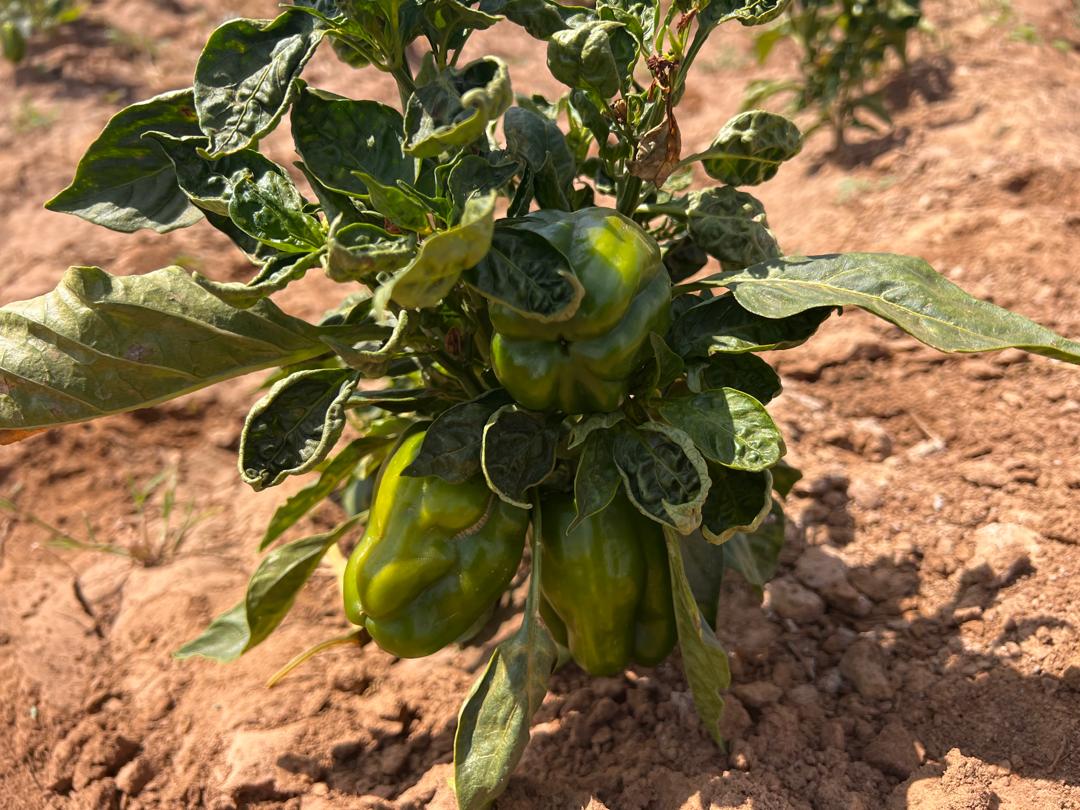 Fresh Green Peppers