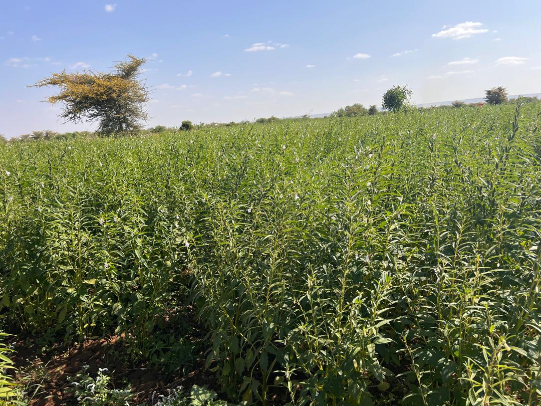 Dhaqan Cooperative Crop Fields