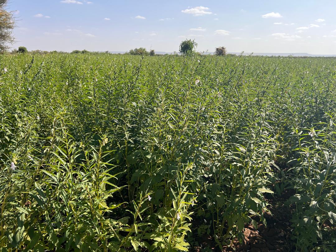 Expansive Crop Fields - Dhaqan Cooperative