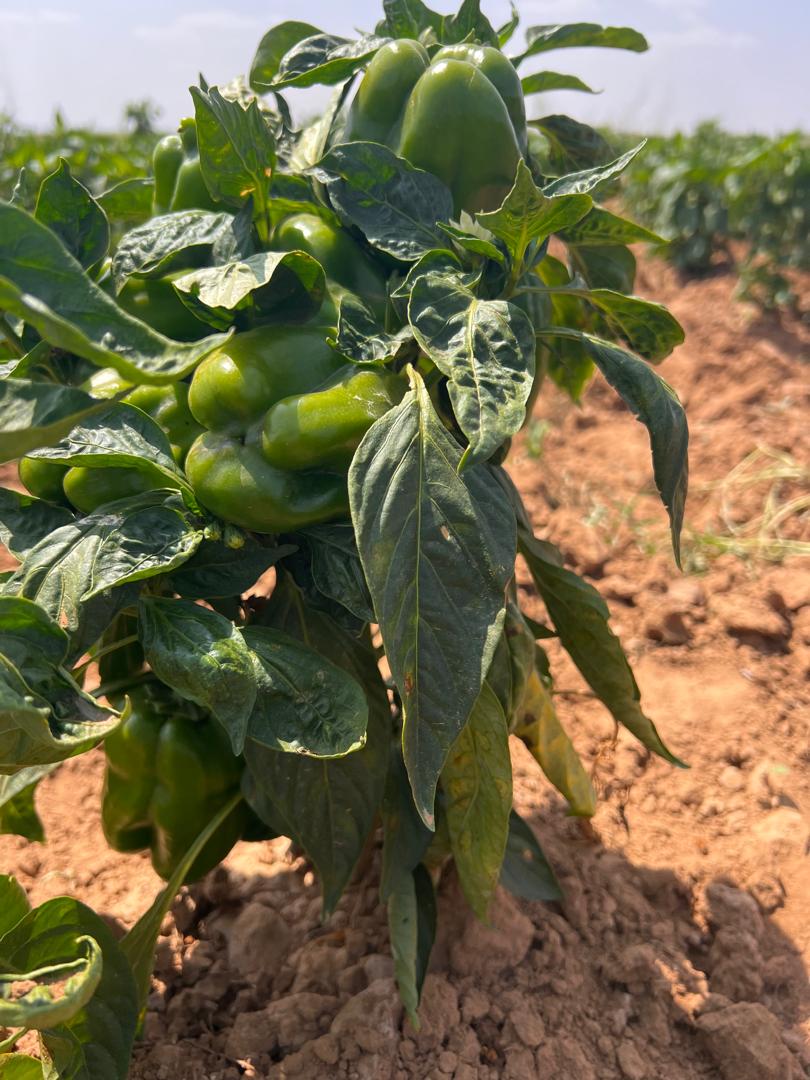 Organic Pepper Cultivation