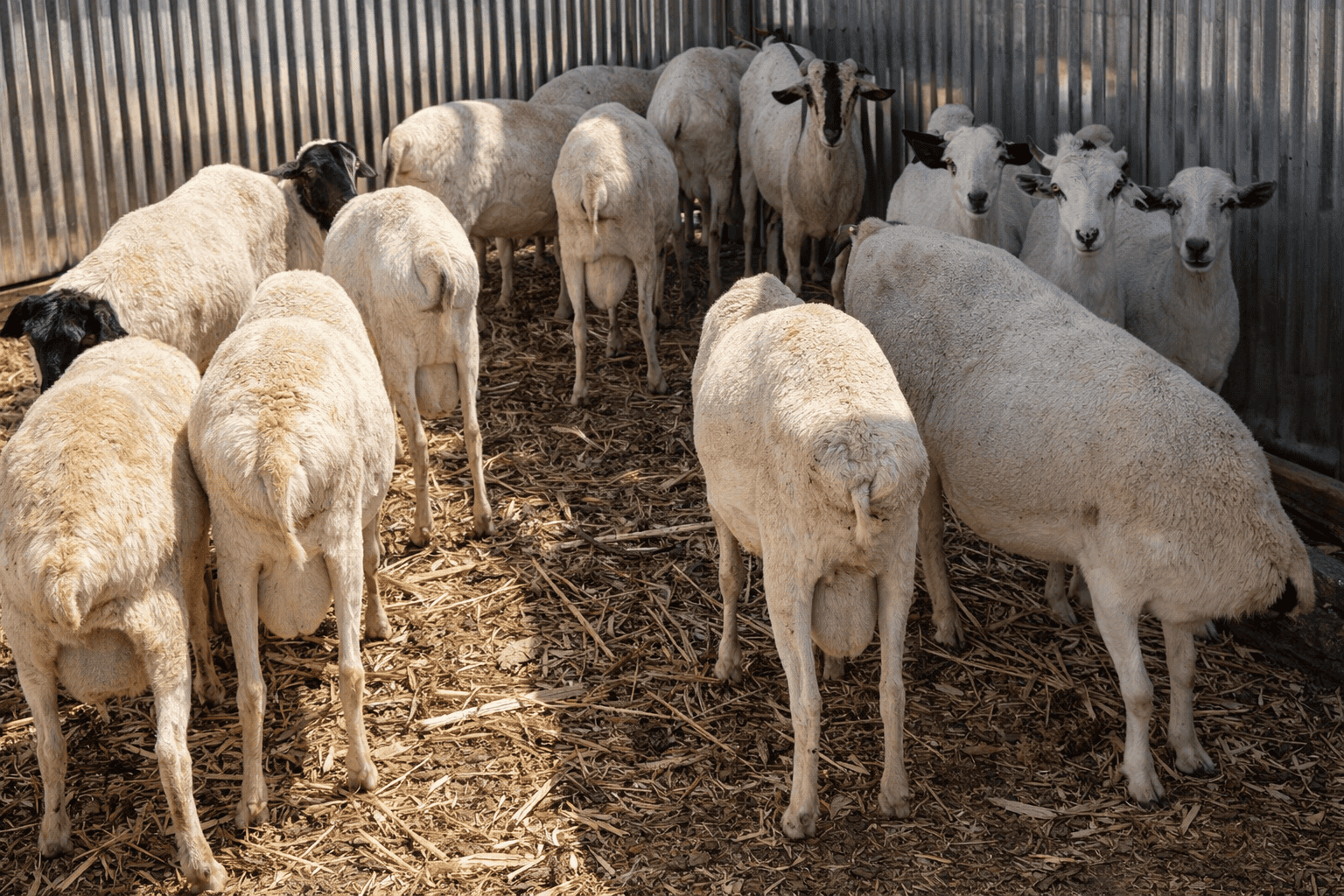 Quality Cattle