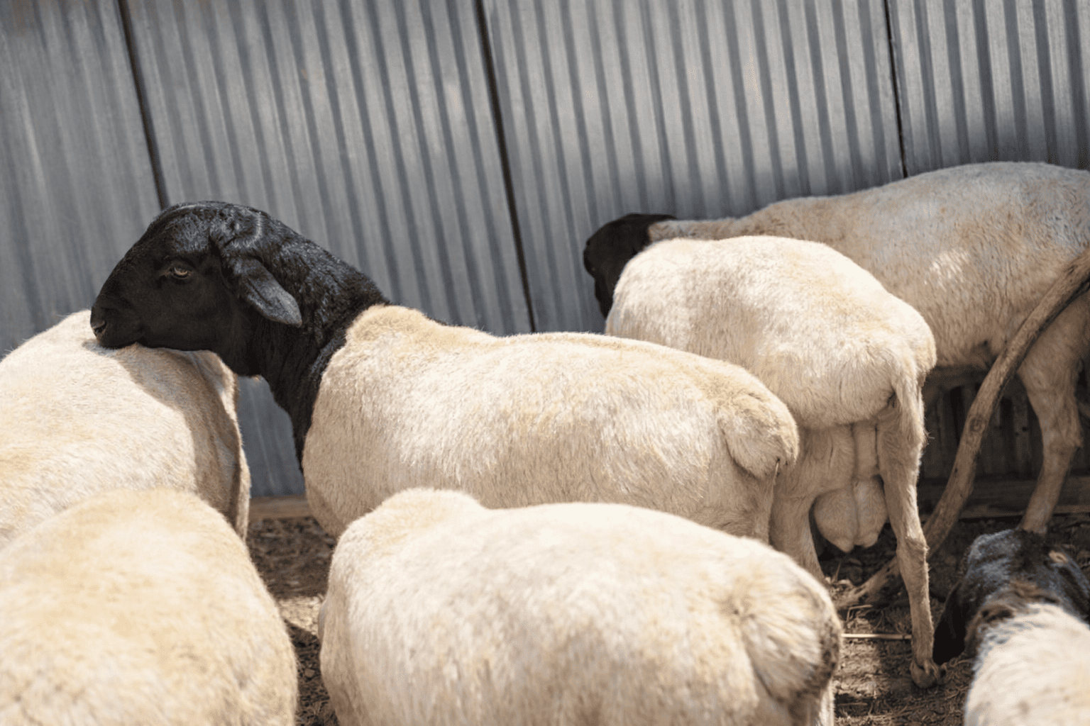 Sheep Flock