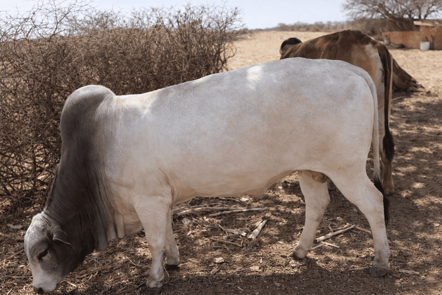 Goat Herd